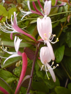 ハニーサックルの花が咲きました。