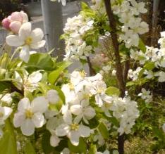 ヒメリンゴの花が満開♪