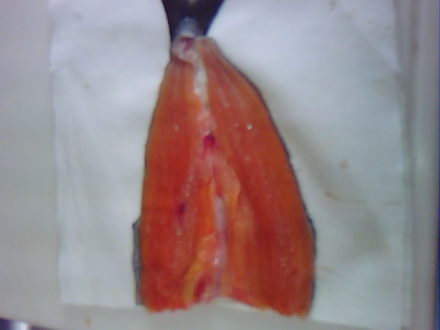 SA2A0003.jpg