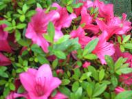 VQ1005 297.jpg