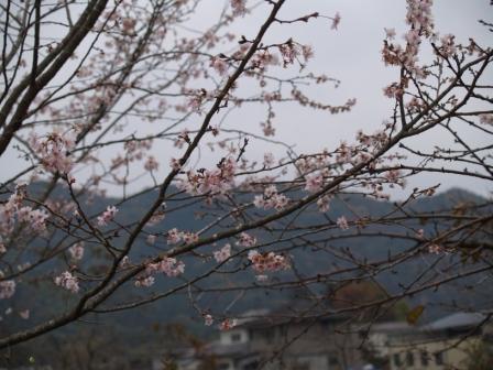 秋の桜2