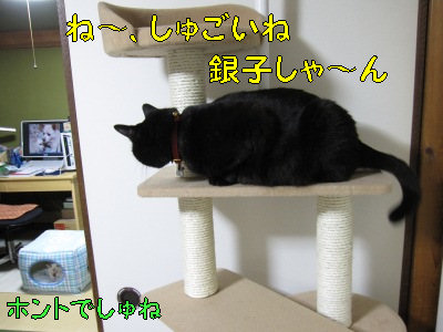 猫っ娘協議も一致