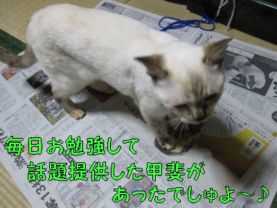 定期購読している猫です