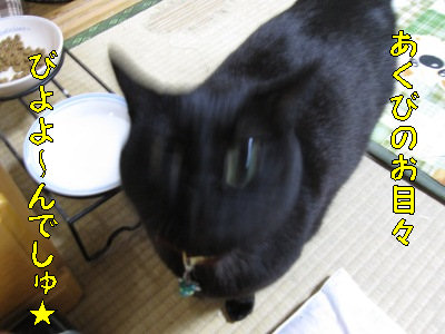 やっぱり目玉がピンぼける黒猫