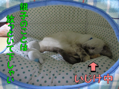 すっかりいじけ虫