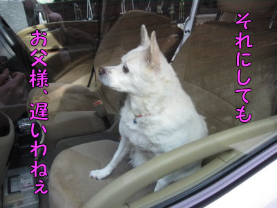 運転手ったら遅いわね～