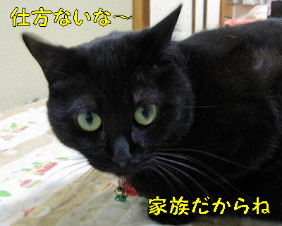 猫達の和解