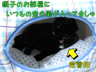 味をしめた黒猫