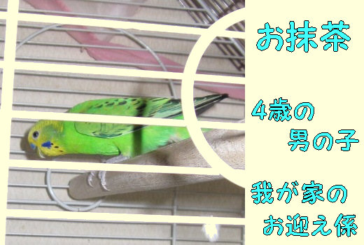 インコのお抹茶