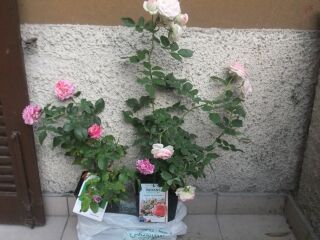 2 rose.jpg