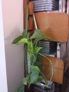 porta vaso dekiagari.jpg