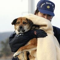 3週間ぶり救助された犬３