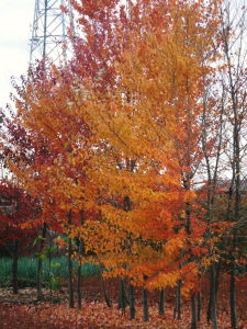 紅葉がとっても綺麗！