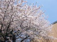 小学校の桜２