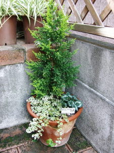 大ちゃんの寄せ植え　２０１０秋