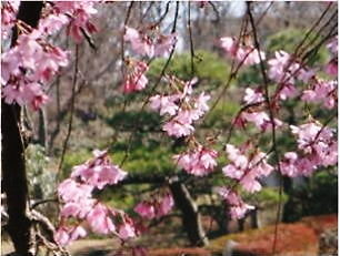 枝垂れ桜4.4-5.jpg