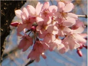 枝垂れ桜4.4-7.jpg