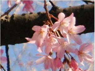 枝垂れ桜4.4-8.jpg