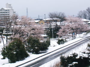 桜、雪　4/17-7