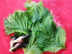 大葉、みょうが