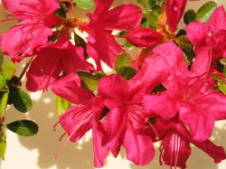 5/12　ツツジ科の花-2　濃いピンク