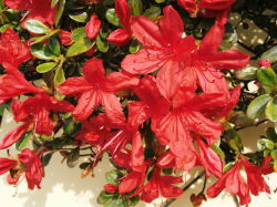 5/12　ツツジ科の花-3　赤