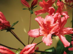 5/12　ツツジ科の花-4　オレンジ