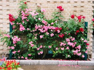 雨のローズガーデン
