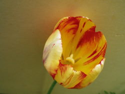 5/12　チューリップ