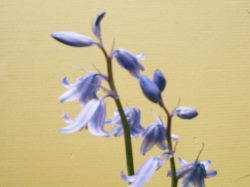 5/12　ツリガネスイセン