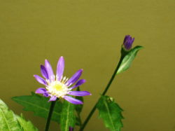 5/12　ミヤコワスレ