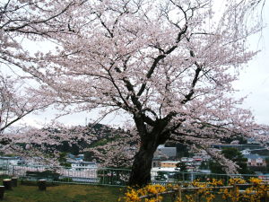桜、霞ヶ城1