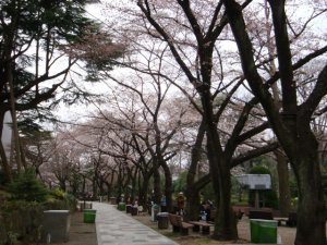 桜2010-8 東京競馬場