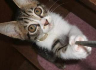 猫　７　小さい頃