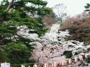 桜、霞ヶ城2