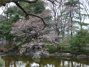 桜2010-9 東京競馬場