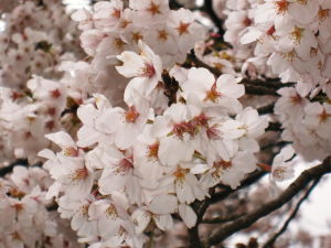 桜、霞ヶ城3