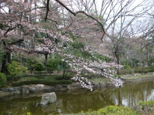 桜2010-10 東京競馬場