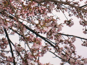 桜、霞ヶ城4