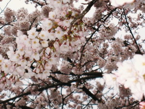 桜、霞ヶ城5