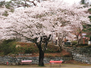 桜、霞ヶ城6