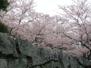 桜、霞ヶ城7