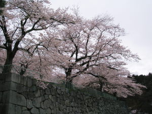 桜、霞ヶ城8