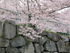 桜、霞ヶ城9