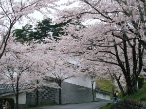 桜、霞ヶ城10