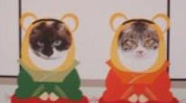 着ぐるみ　しろくろ