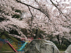 桜、霞ヶ城11