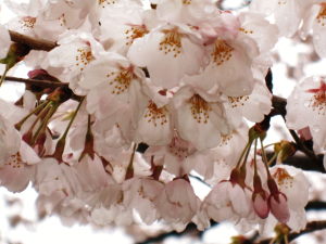 桜、霞ヶ城12
