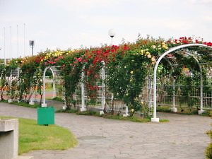 東京競馬場のバラ　2