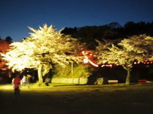 桜、霞ヶ城19